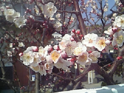 梅の花 梅の花