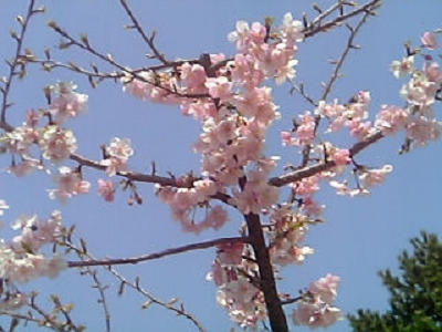 桜 桜