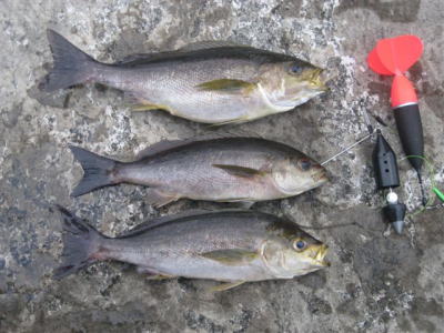 Y様の釣果1 Y様の釣果1